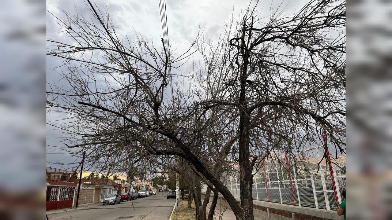 Se complica riego en áreas verdes, alta radiación solar afecta plantas y árboles