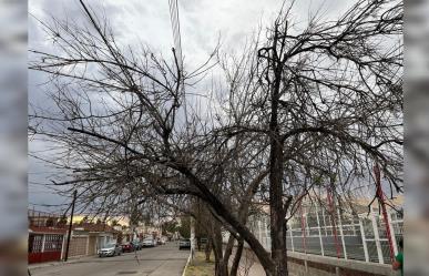 Se complica riego en áreas verdes, alta radiación solar afecta plantas y árboles