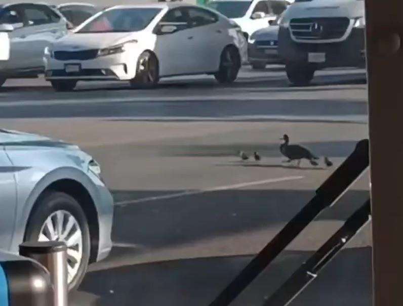 La familia de patitos avistada por ciudadanos en la avenida Universidad. Foto: X @ShiirleyHdez.