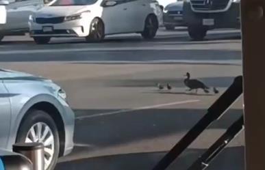 ¡A la calle, patos! Avistan patitos cruzando avenida (VIDEO)