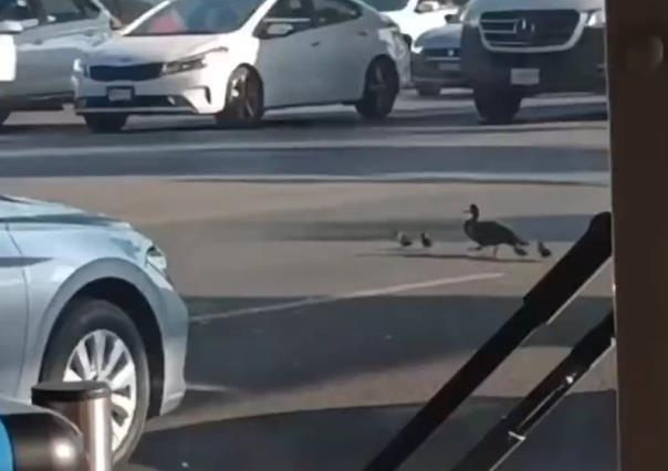 ¡A la calle, patos! Avistan patitos cruzando avenida (VIDEO)