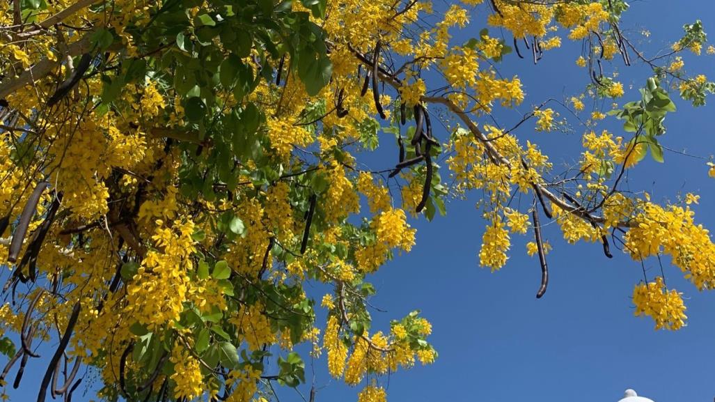 Lluvia de Oro: El esplendor amarillo que ilumina Yucatán en la temporada seca