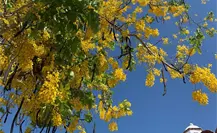 Lluvia de Oro: El esplendor amarillo que ilumina Yucatán en la temporada seca