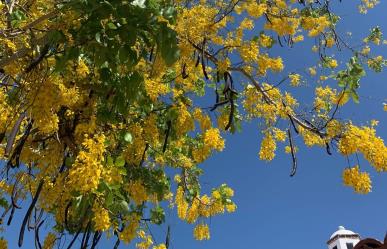 Lluvia de Oro: El esplendor amarillo que ilumina Yucatán en la temporada seca