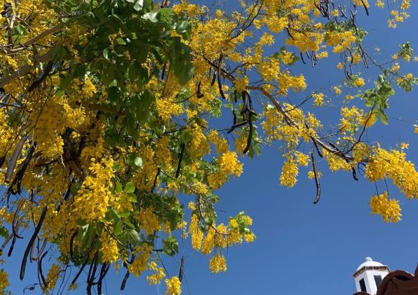 Lluvia de Oro: El esplendor amarillo que ilumina Yucatán en la temporada seca