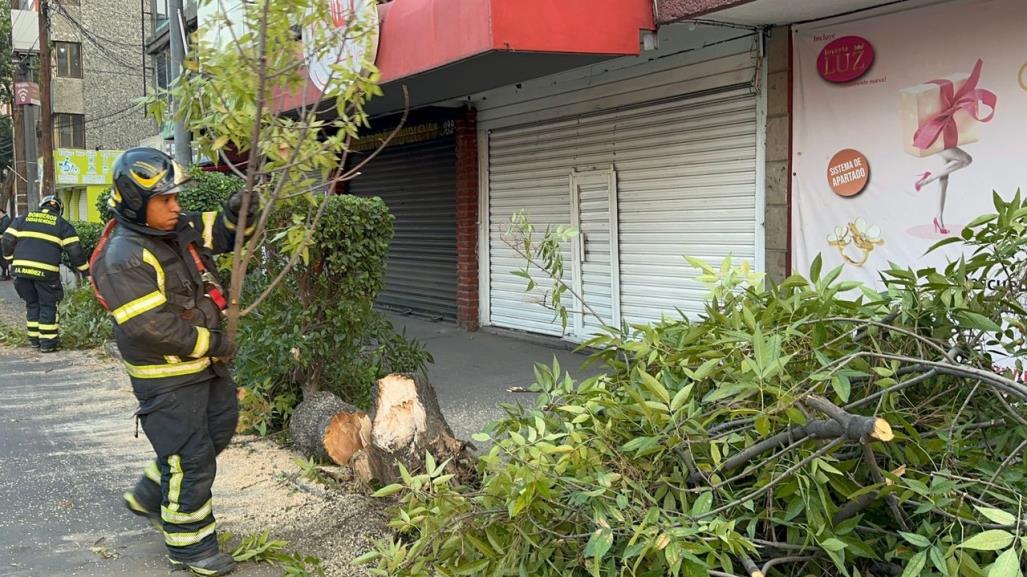 Árbol de 10 metros bloquea carriles laterales de Fray Servando