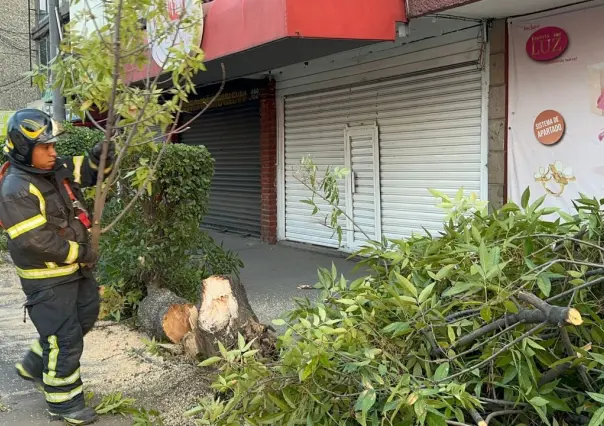 Árbol de 10 metros bloquea carriles laterales de Fray Servando