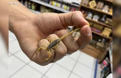 ¡Calor alborota a los alacranes! Picaduras a la alza en temporada cálida