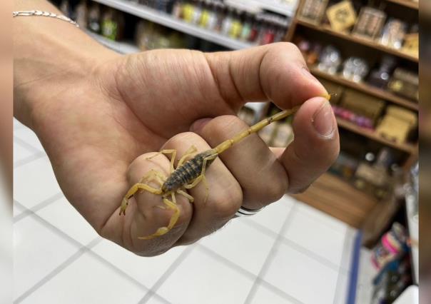 ¡Calor alborota a los alacranes! Picaduras a la alza en temporada cálida