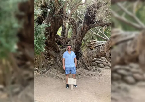 Conoce los olivos tricentenarios de San Javier