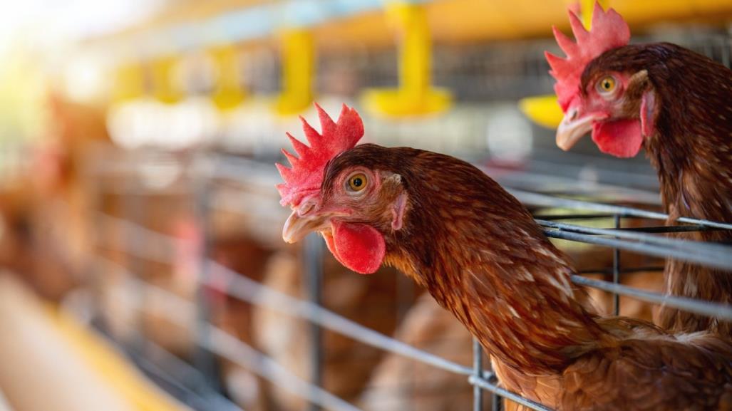 Baja California Sur está libre de Influenza Aviar H5N2