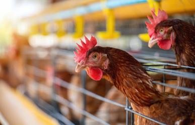 Baja California Sur está libre de Influenza Aviar H5N2