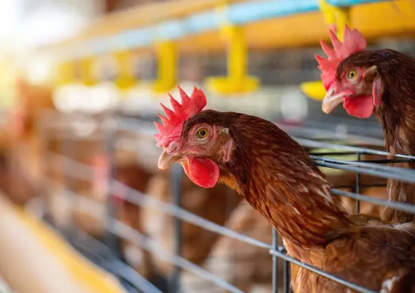 Baja California Sur está libre de Influenza Aviar H5N2
