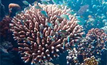 Impacta cambio climático a corales en BCS