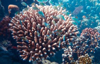 Impacta cambio climático a corales en BCS