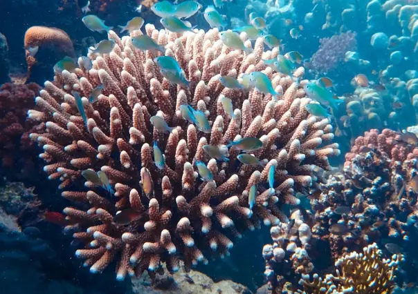 Impacta cambio climático a corales en BCS
