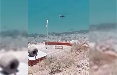Delfín hambriento embosca cardumen en malecón de La Paz
