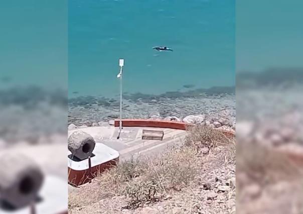 Delfín hambriento embosca cardumen en malecón de La Paz