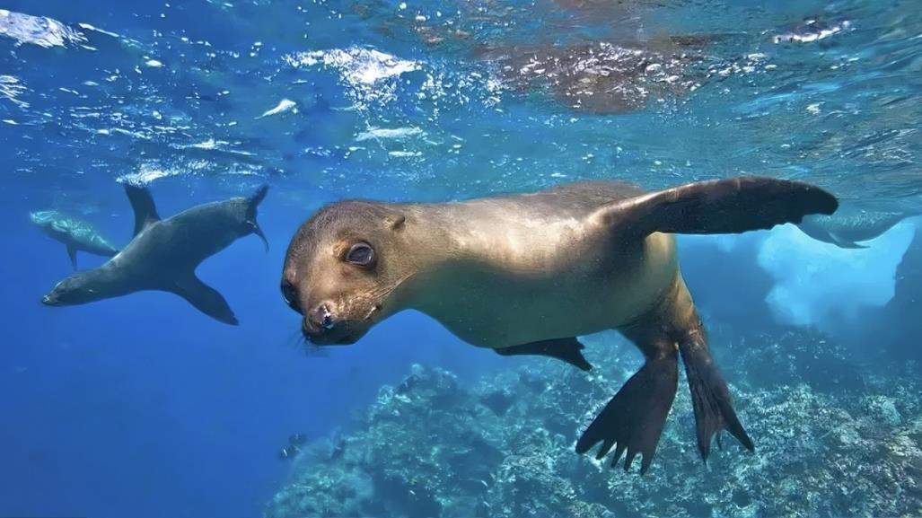 Inicia temporada de reproducción de lobos marinos en Isla Espíritu Santo