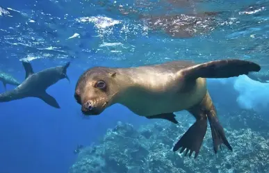Inicia temporada de reproducción de lobos marinos en Isla Espíritu Santo