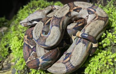 Boa rescatada en Progreso: fue liberada en vida salvaje