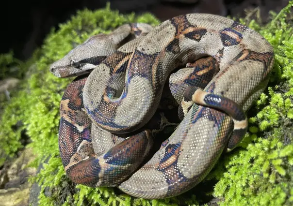 Boa rescatada en Progreso: fue liberada en vida salvaje