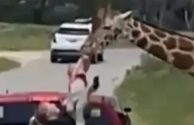 Levanta jirafa a una niña que visitaba un safari