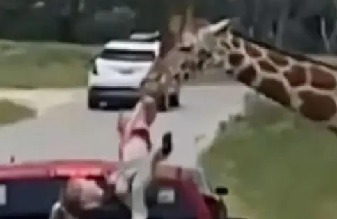 Levanta jirafa a una niña que visitaba un safari