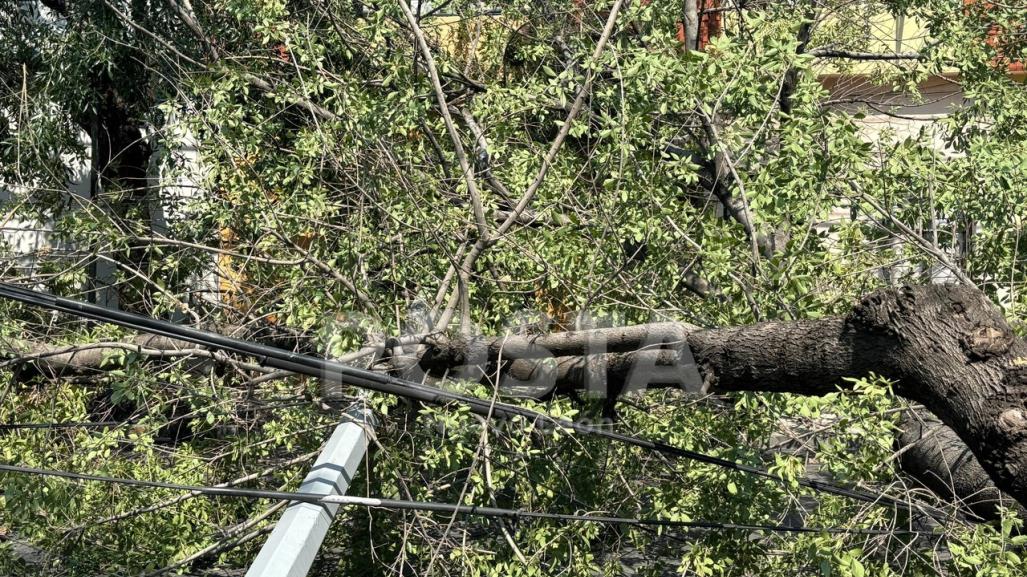 Sin energía eléctrica en el centro de Monterrey tras caída de árbol y poste