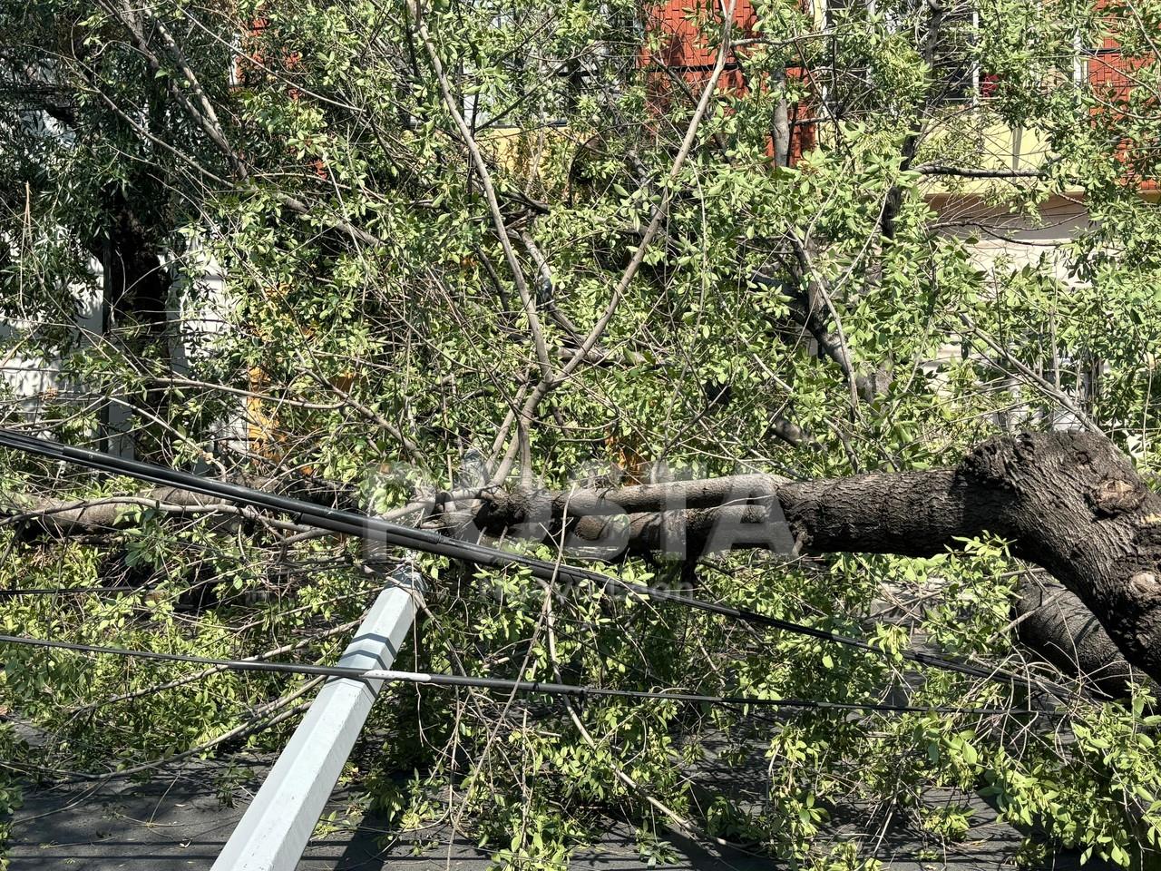 CAIDA DE ÁRBOL Y POSTE EN EL CENTRO DE MONTERREY. FOTO:DIEGO BELTRÁN