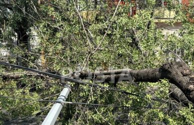 Sin energía eléctrica en el centro de Monterrey tras caída de árbol y poste