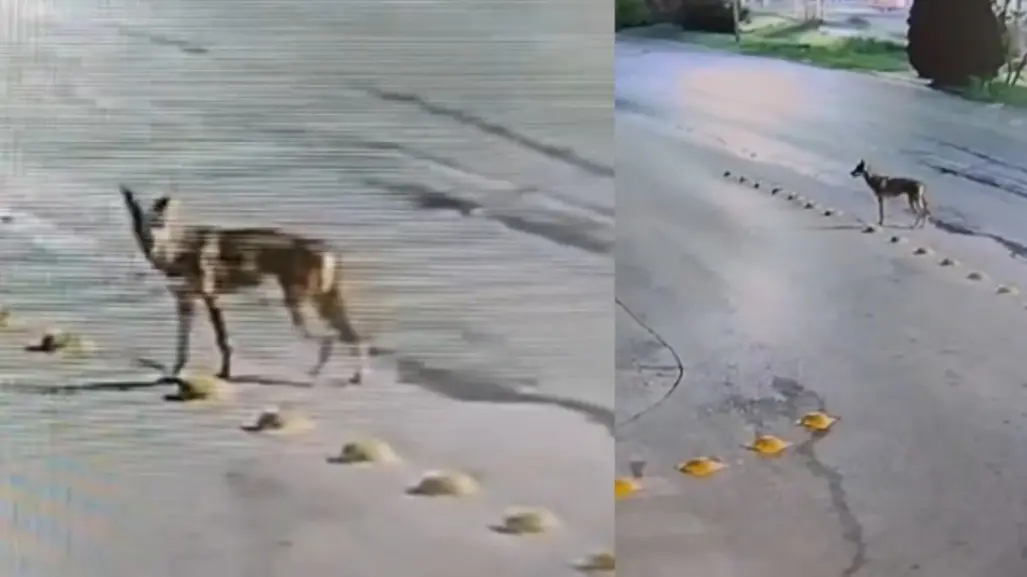 Coyote ataca a gato y se lo lleva en Dominio Cumbres (VIDEO)