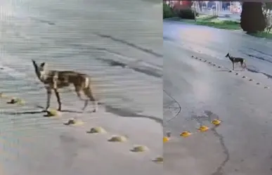 Coyote ataca a gato y se lo lleva en Dominio Cumbres (VIDEO)