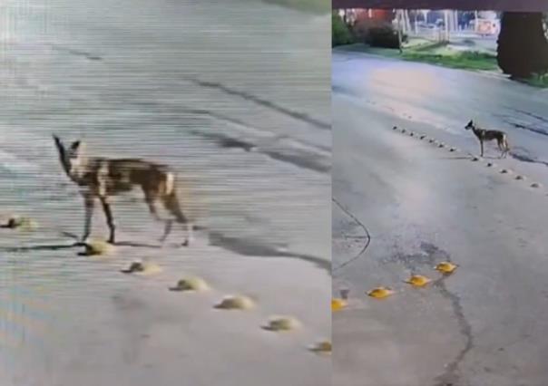 Coyote ataca a gato y se lo lleva en Dominio Cumbres (VIDEO)