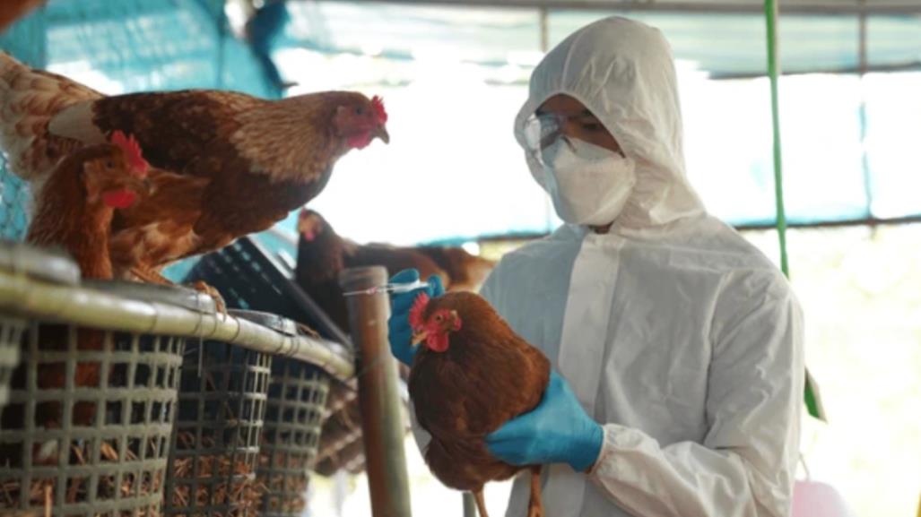 OMS rectifica: muerte de hombre mexicano no está atribuida al virus H5N2