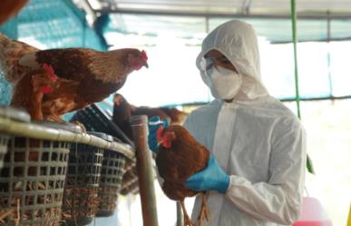 OMS rectifica: muerte de hombre mexicano no está atribuida al virus H5N2