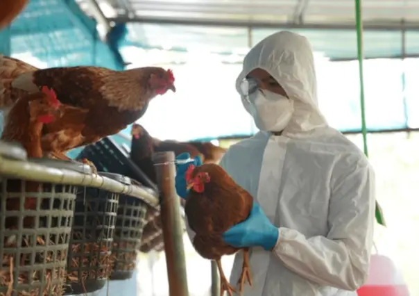 OMS rectifica: muerte de hombre mexicano no está atribuida al virus H5N2