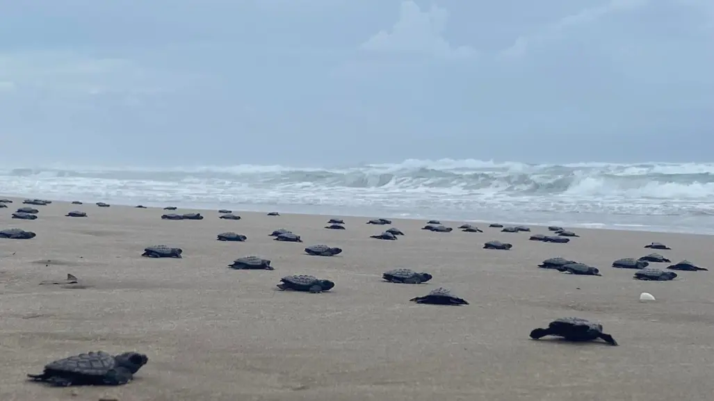 Falta de vigilancia genera muerte de especie en peligro de extinción en Miramar