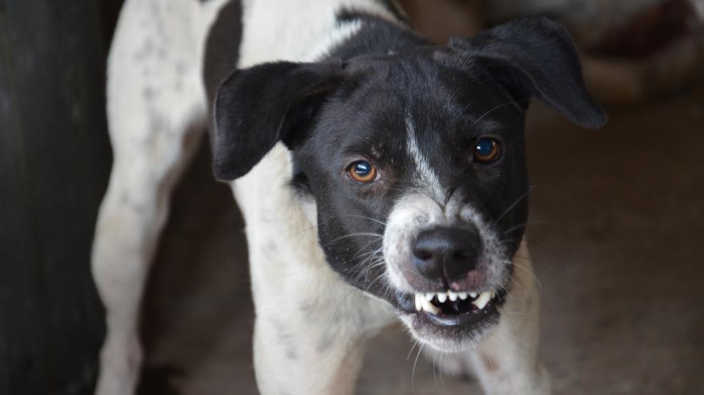 Perro callejero ataca a una abuelita en Tizimín y la manda al hospital