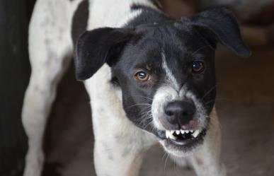 Perro callejero ataca a una abuelita en Tizimín y la manda al hospital