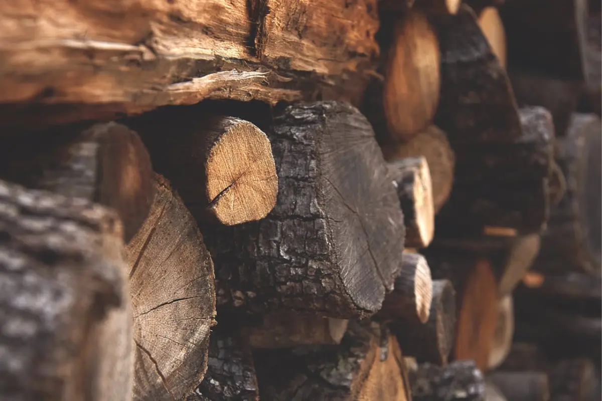 Troncos de madera. Foto ilustrativa: Maria Ilaria Piras / Pexels