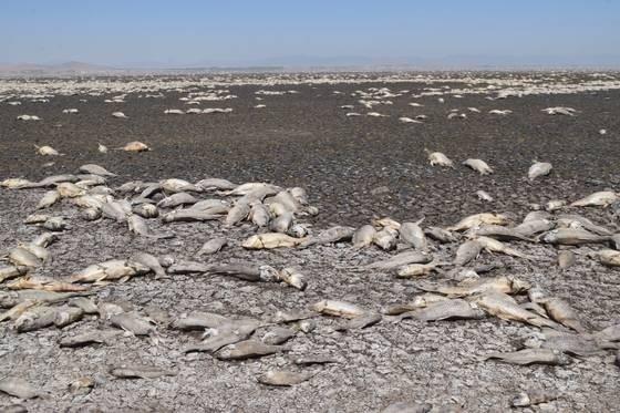 Los peces quedaron en la orilla de la Laguna de Bustillos, Chihuahua. Foto: El Sol de Chihuahua.