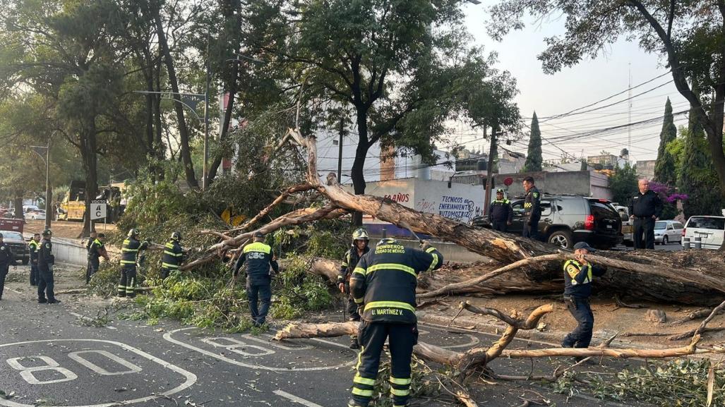 Cae árbol de más de 20 metros sobre Viaducto, no hay personas lesionadas