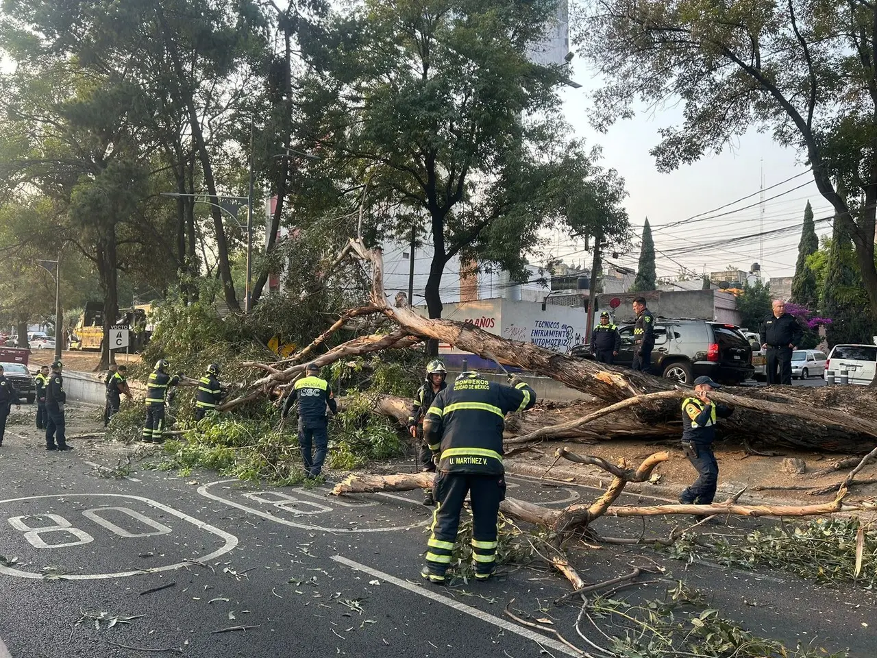 Árbol caído en Viaducto. Foto: Ramón Ramírez