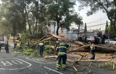 Cae árbol de más de 20 metros sobre Viaducto, no hay personas lesionadas