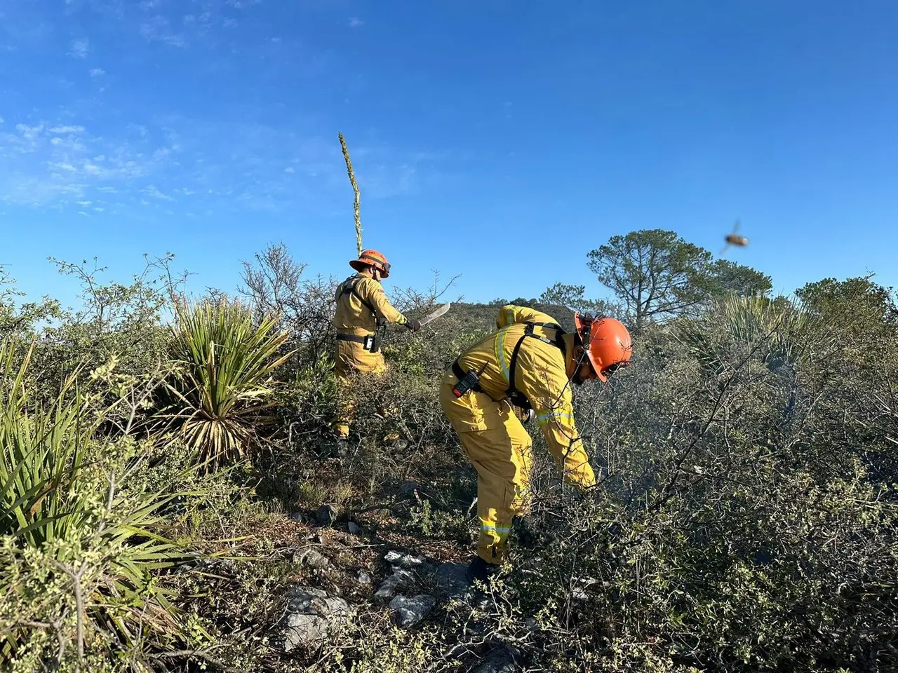 La Brigada Fénix atendió el siniestro que se suscitó en una zona de pino y encino en donde se logró parar el avance. Foto: PCNL.