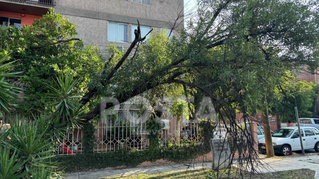 Afecta caída de árbol a vecinos en el Centro de Monterrey