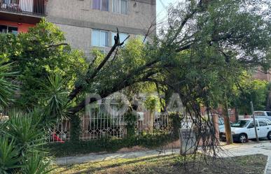 Afecta caída de árbol a vecinos en el Centro de Monterrey