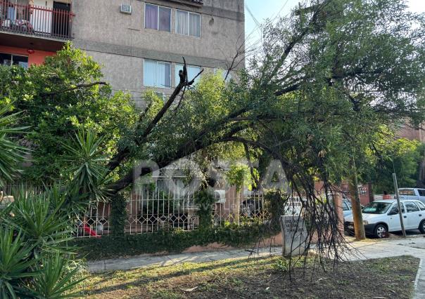 Afecta caída de árbol a vecinos en el Centro de Monterrey