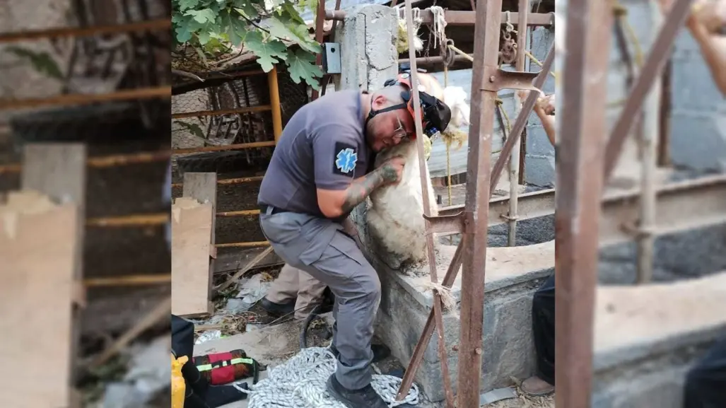 Rescate animal en Pesquería: Linces salvan a chivito de noria